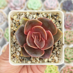 ECHEVERIA FIRE GLOW P7