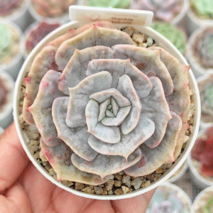ECHEVERIA MARBLE  P8