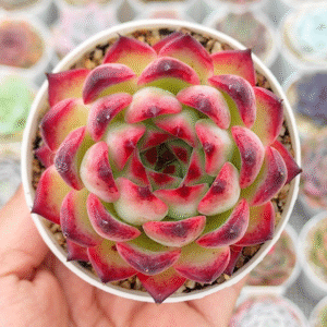ECHEVERIA FIRE PILLAR P8
