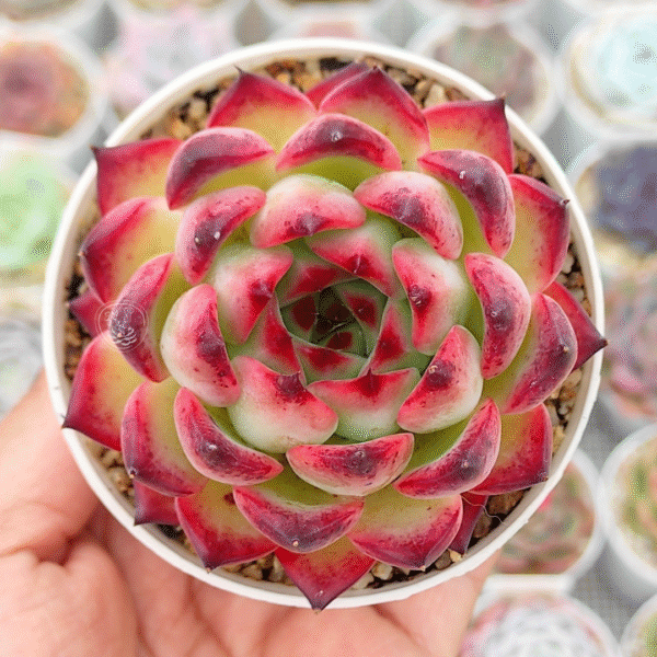 ECHEVERIA FIRE PILLAR P8