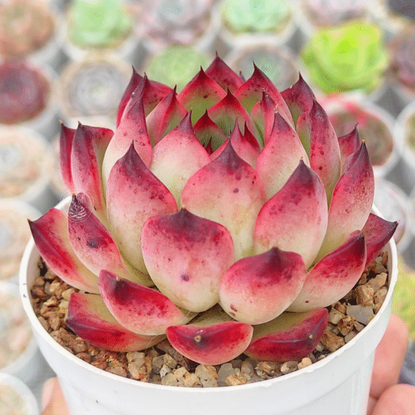 ECHEVERIA FIRE PILLAR P8 - Imagen 2
