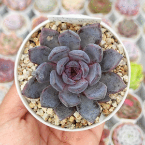 ECHEVERIA BLACK PEARL P8