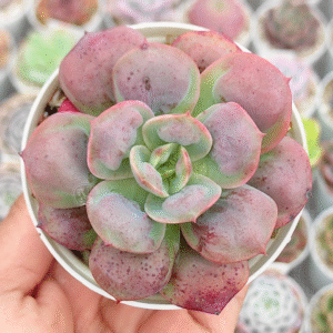 ECHEVERIA MACARRON P8