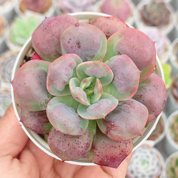 ECHEVERIA MACARRON P8
