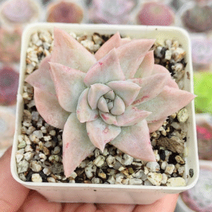 GRAPTOVERIA HARRY WATSON MONSTRUOSA P7