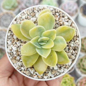 GRAPTOVERIA HARRY WATSON VARIEGADA P8