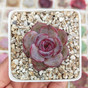 ECHEVERIA ODETTE P7
