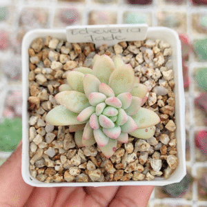 ECHEVERIA JADE P7