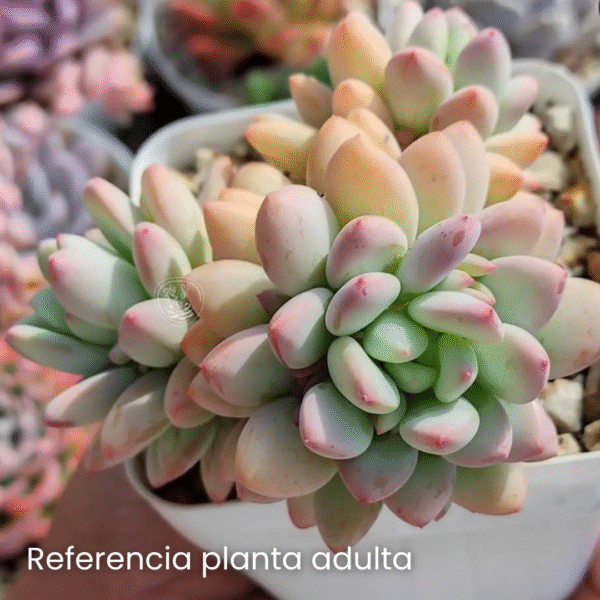 ECHEVERIA JADE P7 - Imagen 2