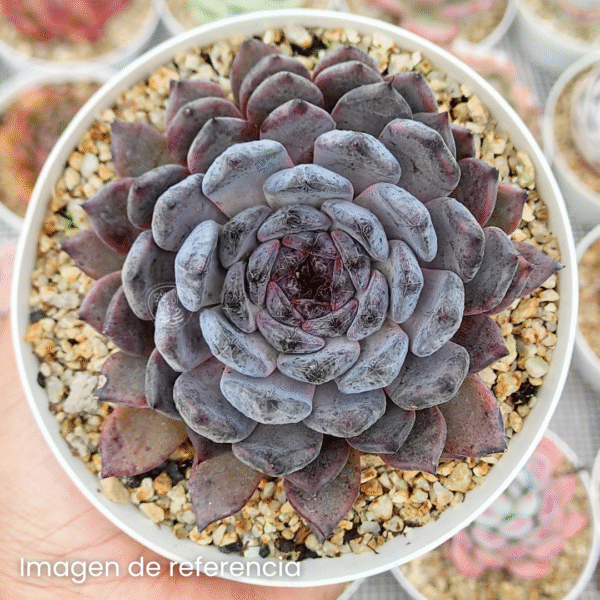 ECHEVERIA BLACK PEARL P8 - Imagen 2