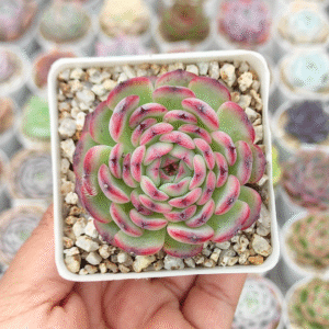 ECHEVERIA MARCEL P7 # 2