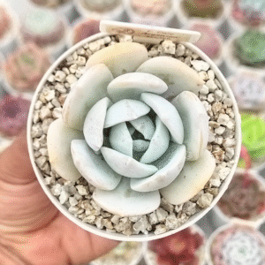 ECHEVERIA CALY ARGENTEA P8 # 1