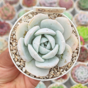 ECHEVERIA CALY ARGENTEA P8 # 2