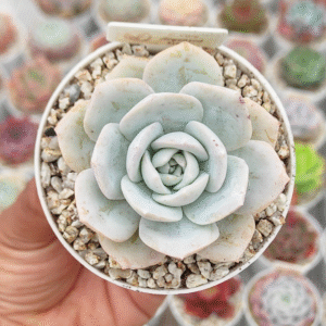 ECHEVERIA CALY ARGENTEA P8 # 3