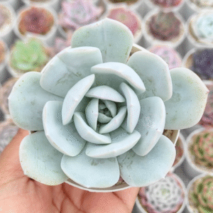 ECHEVERIA CALY ARGENTEA P8 # 4