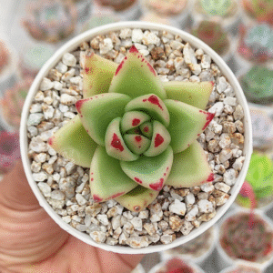 ECHEVERIA AGAVOIDES P8