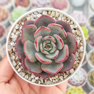 ECHEVERIA TAMINA P8