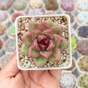 PACHYPHYTUM TIVOLI P7