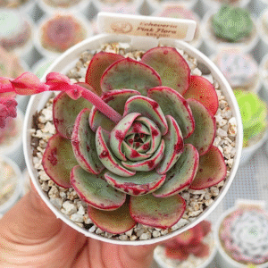 ECHEVERIA PINK FLORA P8