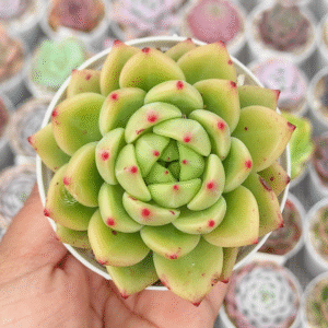 ECHEVERIA COCO CHANEL P8