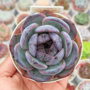 ECHEVERIA DARK OPAL P8