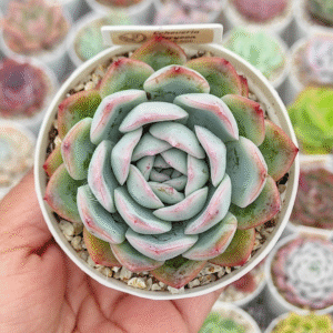 ECHEVERIA SURYEON P8 # 2
