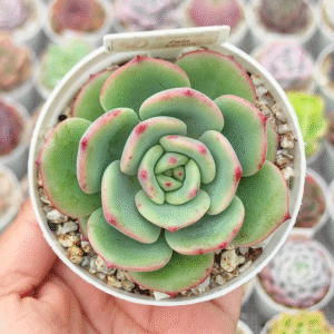 ECHEVERIA LALA P8 # 1