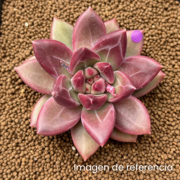 PACHYPHYTUM TIVOLI P7 - Imagen 2