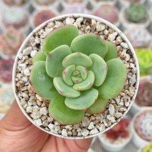 ECHEVERIA LALA P8 # 2