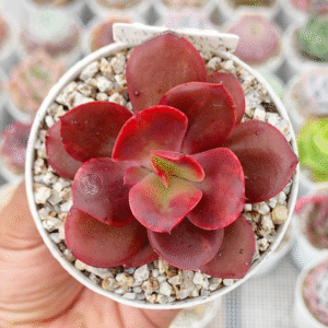 ECHEVERIA PRIMADONNA VAR P8