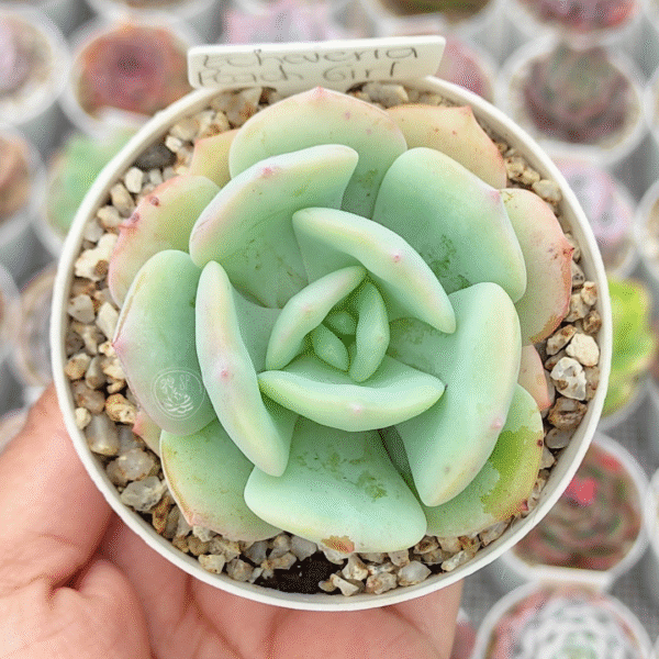 ECHEVERIA PEACH GIRL P8