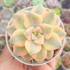 GRAPTOVERIA VICTOR KANE VARIEGADA P8 # 1