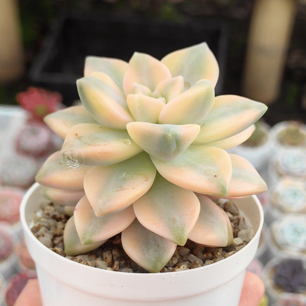 GRAPTOVERIA VICTOR KANE VARIEGADA P8 # 1 - Imagen 2