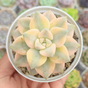 GRAPTOVERIA VICTOR KANE VARIEGADA P8 # 2