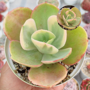 ECHEVERIA SWEET SNOW VAR P8
