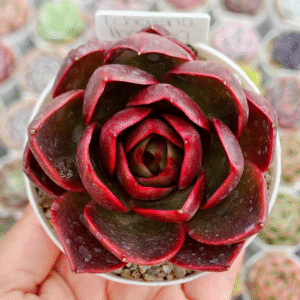 ECHEVERIA HONGDEUNG P8