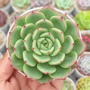 ECHEVERIA BELLADONA P8 # 1