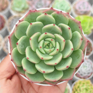ECHEVERIA BELLADONA P8 # 2