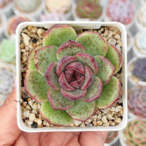 ECHEVERIA DARK QUEEN P8 # 1