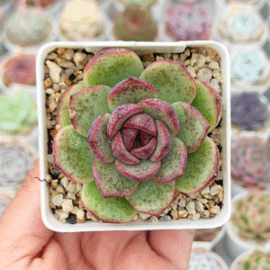 ECHEVERIA DARK QUEEN P8 # 2