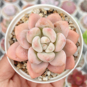 GRAPTOVERIA AMETHYSTHYNUM X LAUI P8