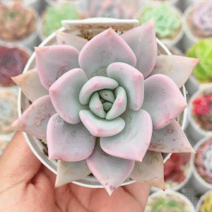 GRAPTOVERIA SP X LAUI P8 # 1