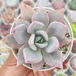 GRAPTOVERIA SP X LAUI P8 # 2