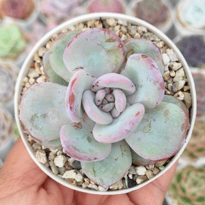 ECHEVERIA CREAM TEA P8