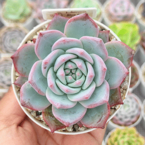 ECHEVERIA BLUE BIRD P8 # 1
