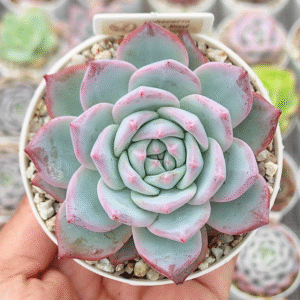 ECHEVERIA BLUE BIRD P8 # 2