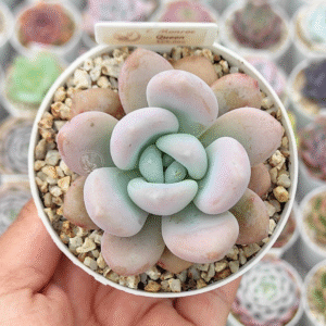 GRAPTOVERIA MONROE QUEEN P8 # 1