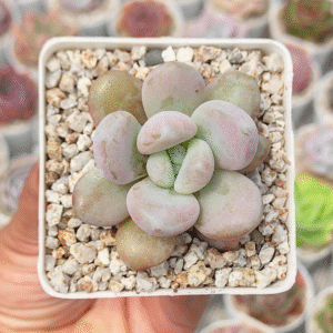 GRAPTOVERIA MONROE QUEEN P7 # 2
