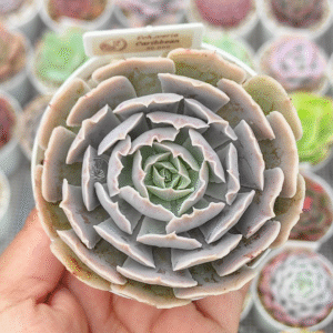 ECHEVERIA CARIBBEAN P8 # 1