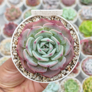 ECHEVERIA MONTLENSIS P8